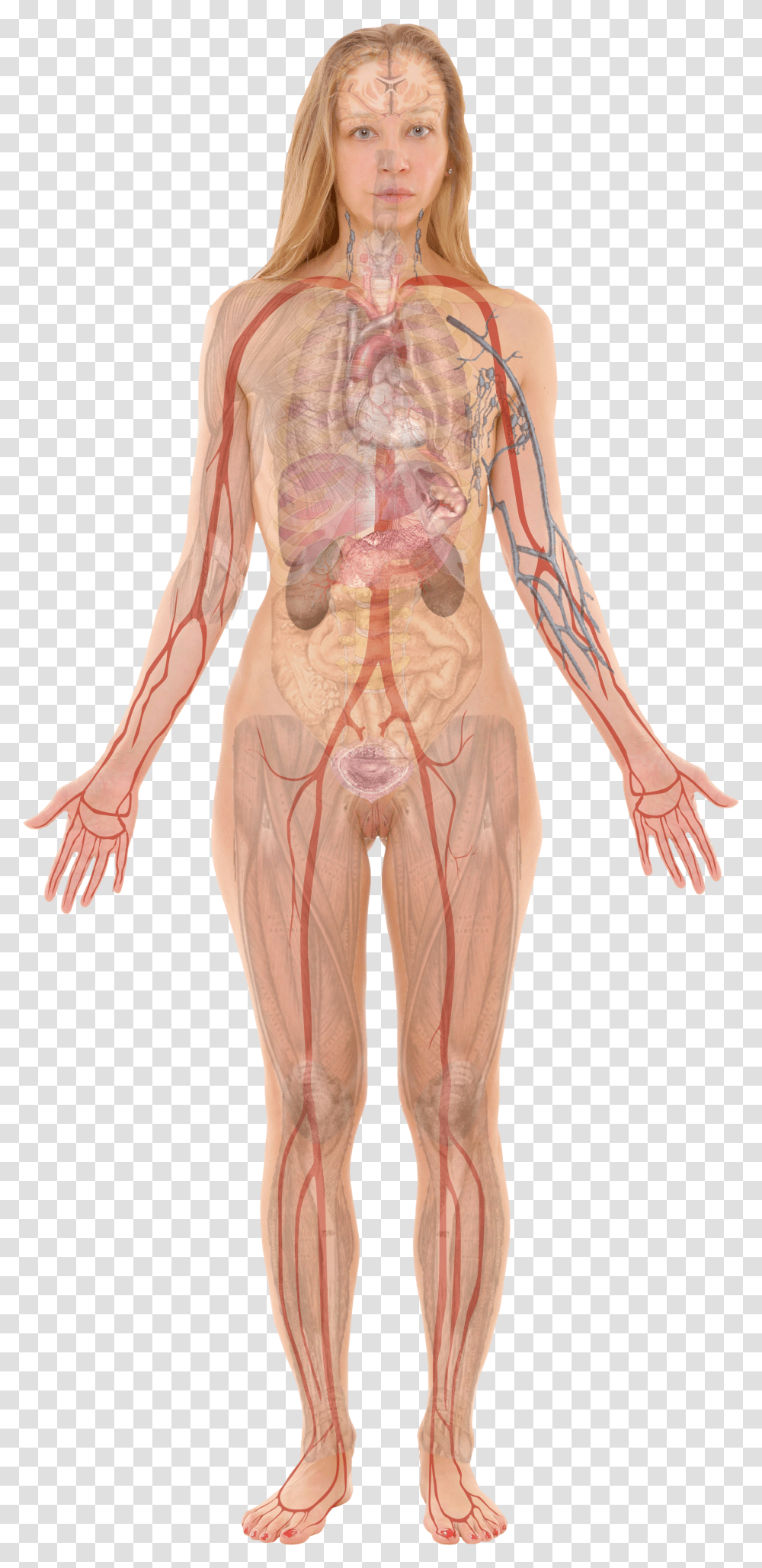 Female With Organs Woman Internal Body Parts Transparent Png