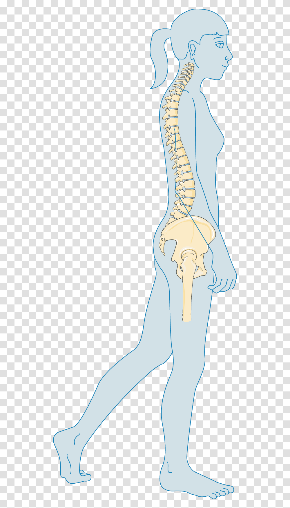 Femur Osteoporosis, Skeleton, Veins, Neck Transparent Png