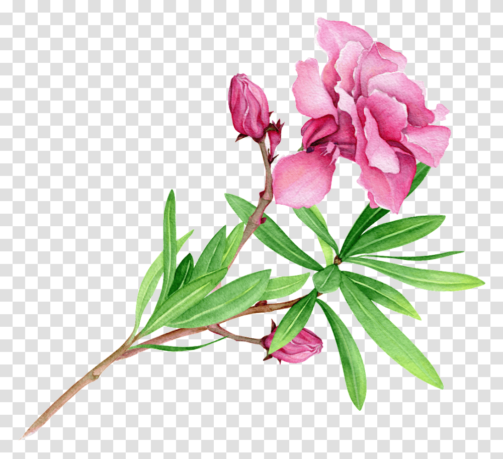 Fen Green Flower Branch Cartoon Free Download, Plant, Carnation, Petal, Geranium Transparent Png