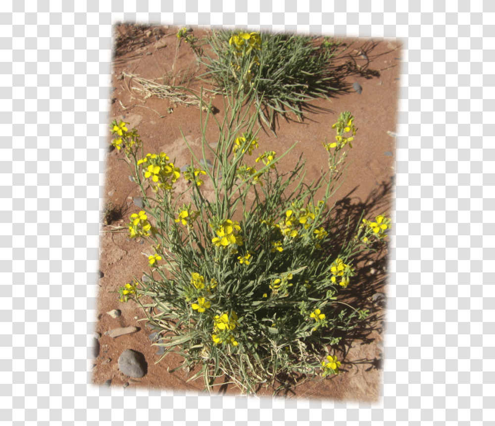 Fendlerquots Bladderpod Physaria Fenleri, Plant, Grass, Agropyron, Lawn Transparent Png