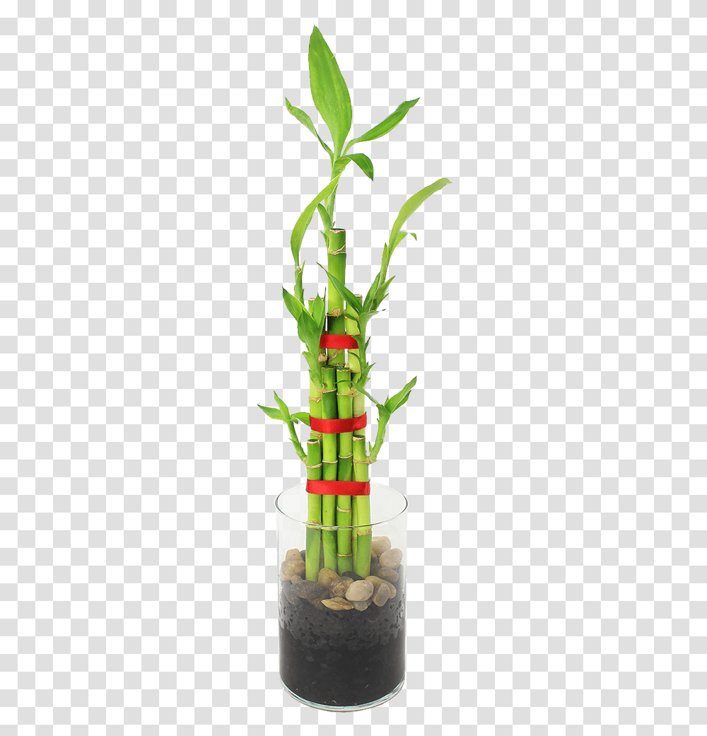 Feng Shui Bamboo Indoor PlantData Rimg Lazy Houseplant, Bamboo Shoot, Vegetable, Produce, Food Transparent Png