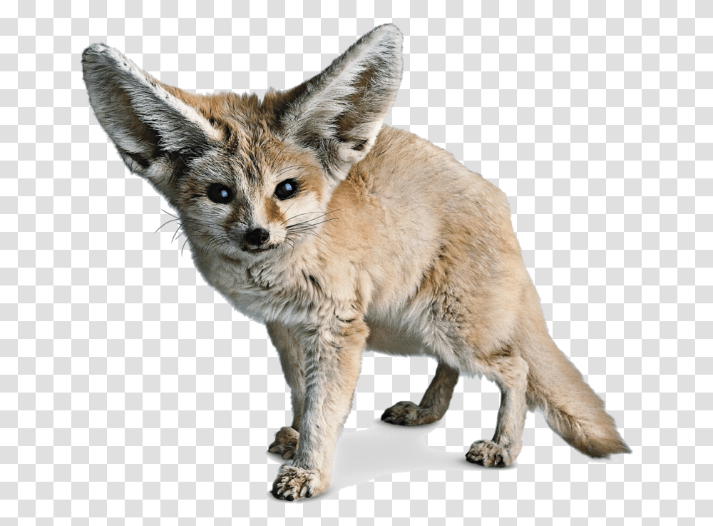 Fennec Fox Background, Kit Fox, Canine, Wildlife, Mammal Transparent Png