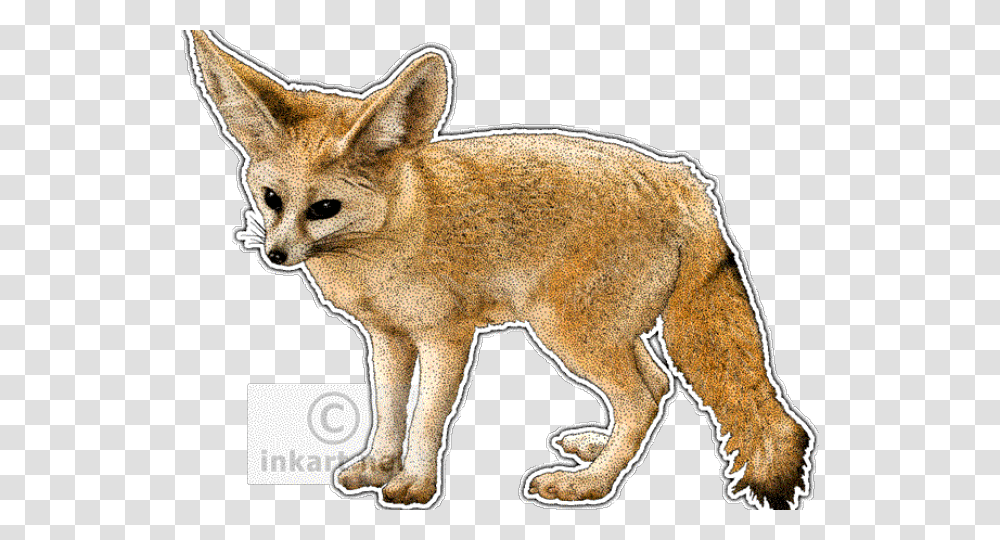 Fennec Fox Clipart Easy Drawing Difference Between Jackal Fox And Wolf, Kit Fox, Canine, Wildlife, Mammal Transparent Png