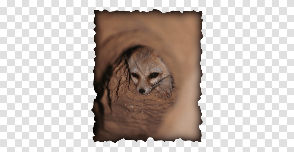 Fennec Fox Paw Power Height Doesn T Matter In Love, Kit Fox, Canine, Wildlife, Mammal Transparent Png