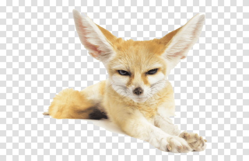 Fennec Fox Pic Fennec Fox, Kit Fox, Canine, Wildlife, Mammal Transparent Png