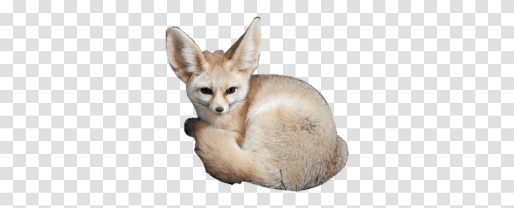 Fennec Fox Roblox Kit Fox, Canine, Wildlife, Mammal, Animal Transparent Png