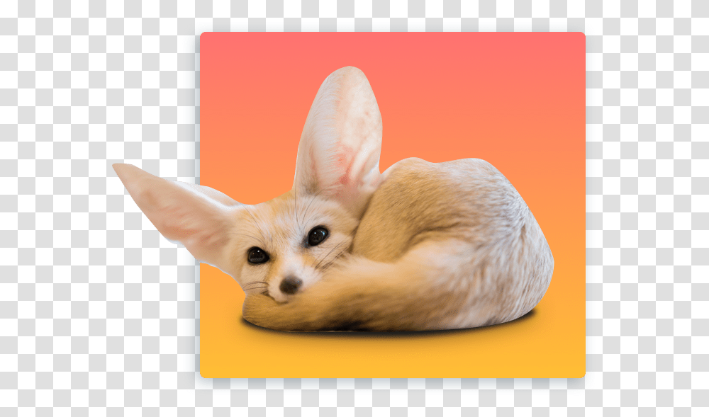 Fennec Foxes, Kit Fox, Canine, Wildlife, Mammal Transparent Png