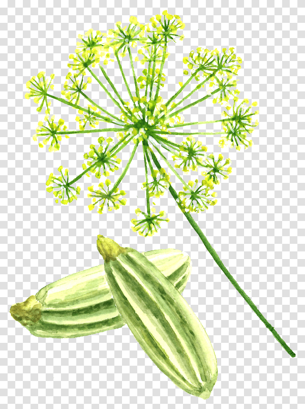 Fennel Seed, Plant, Food, Seasoning, Dill Transparent Png