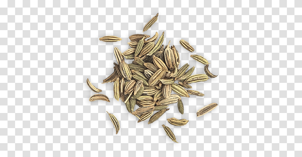 Fennel Seed Whole Grain, Plant, Produce, Vegetable, Food Transparent Png