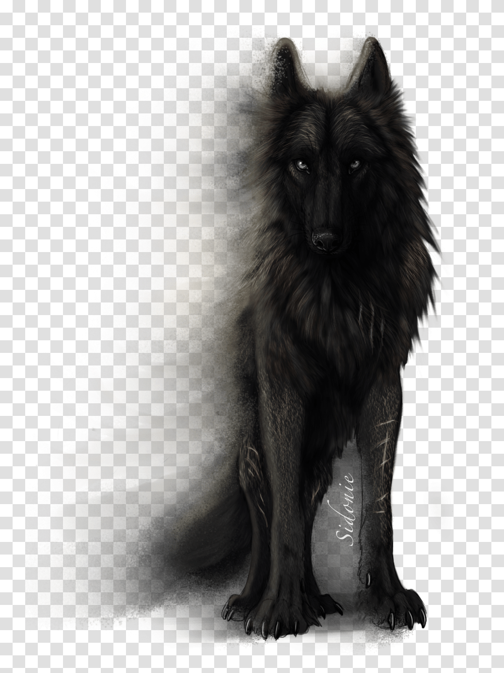 Fera Corda By Sidonie Black Wolf White Background, Mammal, Animal, Canine, Pet Transparent Png