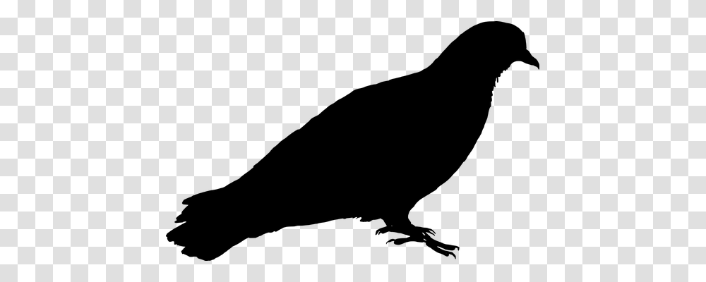 Feral Pigeon Animals, Gray, World Of Warcraft Transparent Png