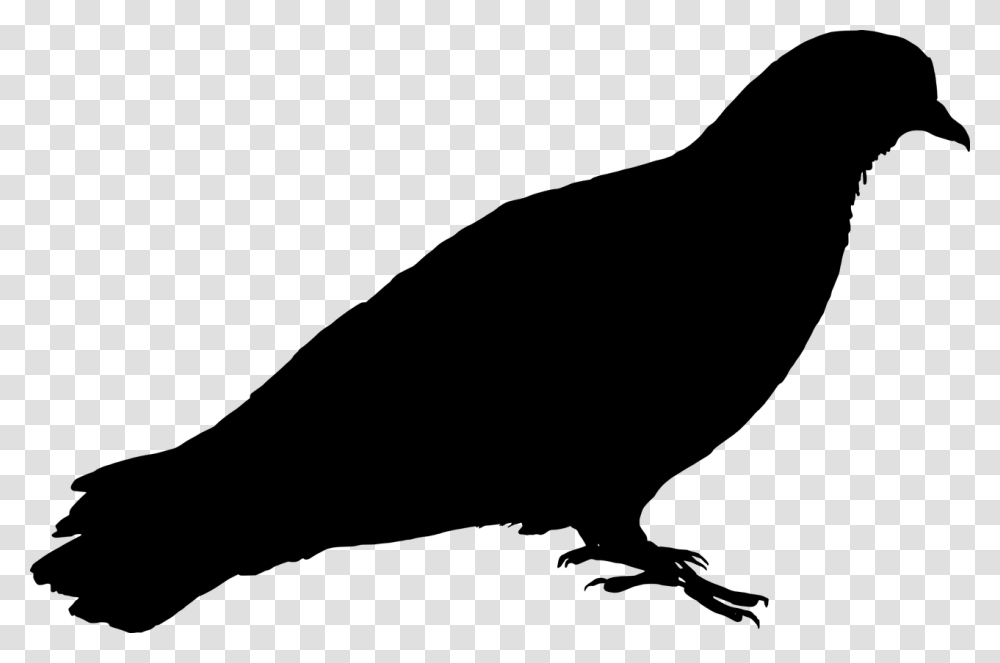 Feral Pigeon Bird Pigeon Free Photo Pigeon Silhouette, Gray, World Of Warcraft Transparent Png