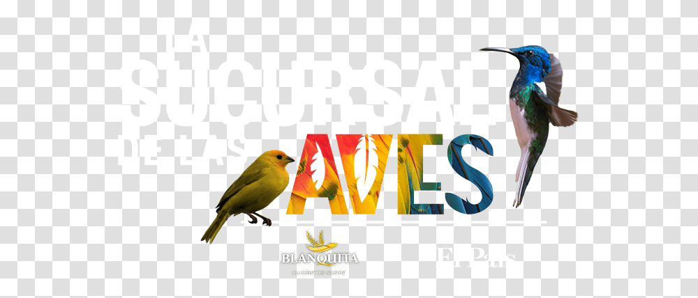 Feria De Aves Cali Hummingbird, Animal, Poster, Advertisement Transparent Png
