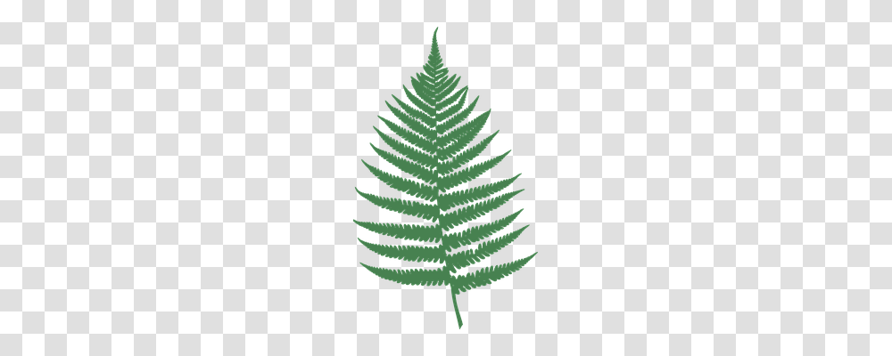 Fern Nature, Plant, Leaf, Green Transparent Png