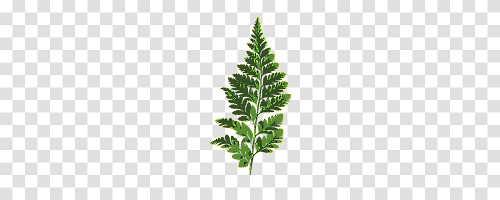 Fern Nature, Leaf, Plant, Christmas Tree Transparent Png