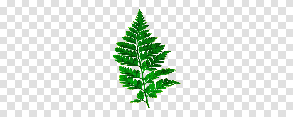 Fern Nature, Green, Leaf, Plant Transparent Png