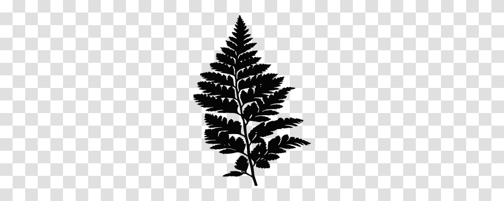 Fern Nature, Gray, World Of Warcraft Transparent Png