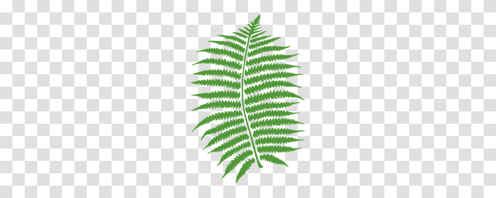 Fern Nature, Plant, Flyer, Poster Transparent Png