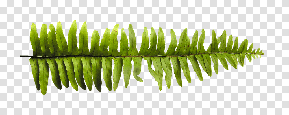 Fern Nature, Leaf, Plant, Green Transparent Png