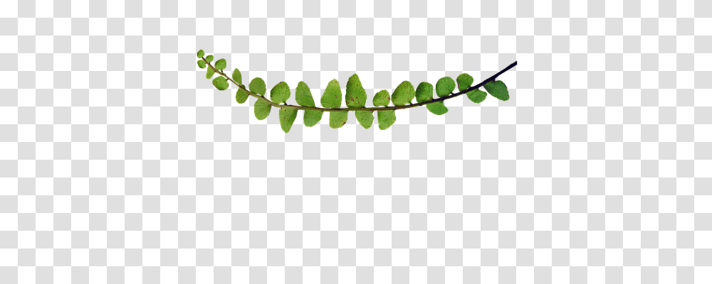 Fern Nature, Leaf, Plant, Green Transparent Png