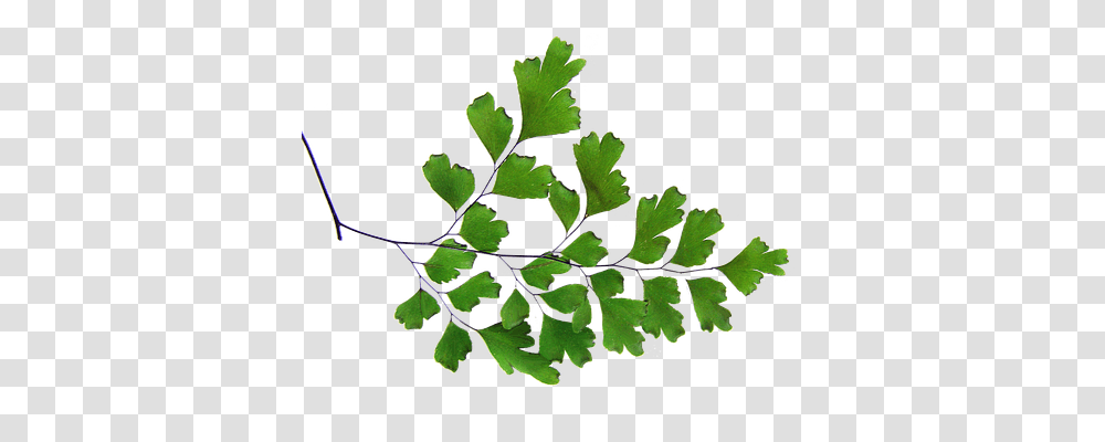 Fern Nature, Leaf, Plant, Flower Transparent Png