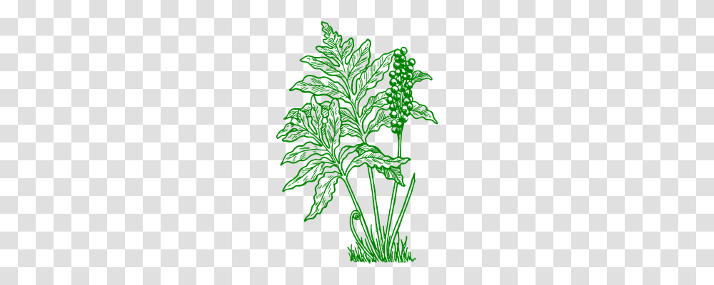 Fern Nature, Vase, Jar, Pottery Transparent Png