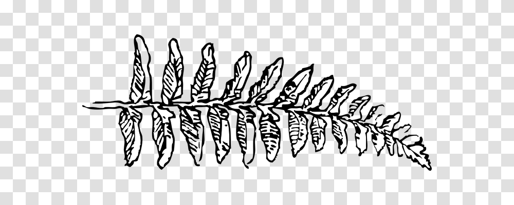 Fern Nature, Plant, Floral Design, Pattern Transparent Png