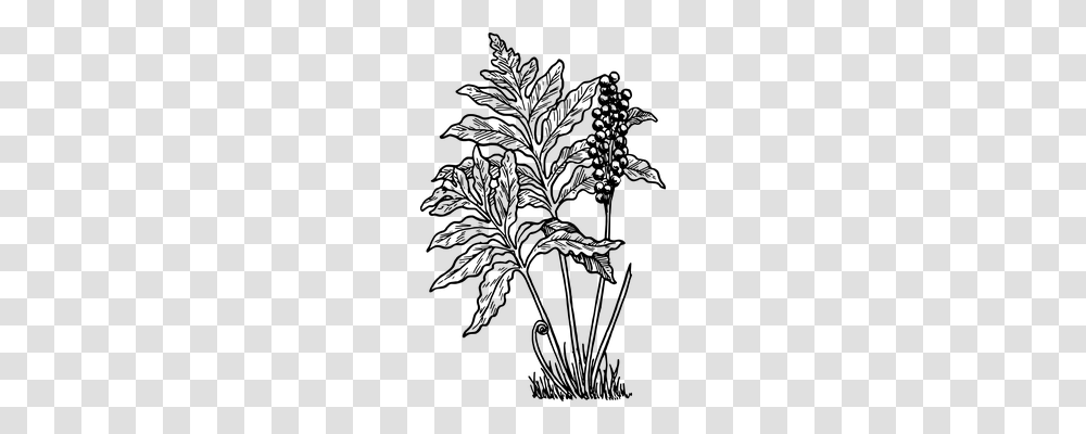 Fern Nature, Gray, World Of Warcraft Transparent Png