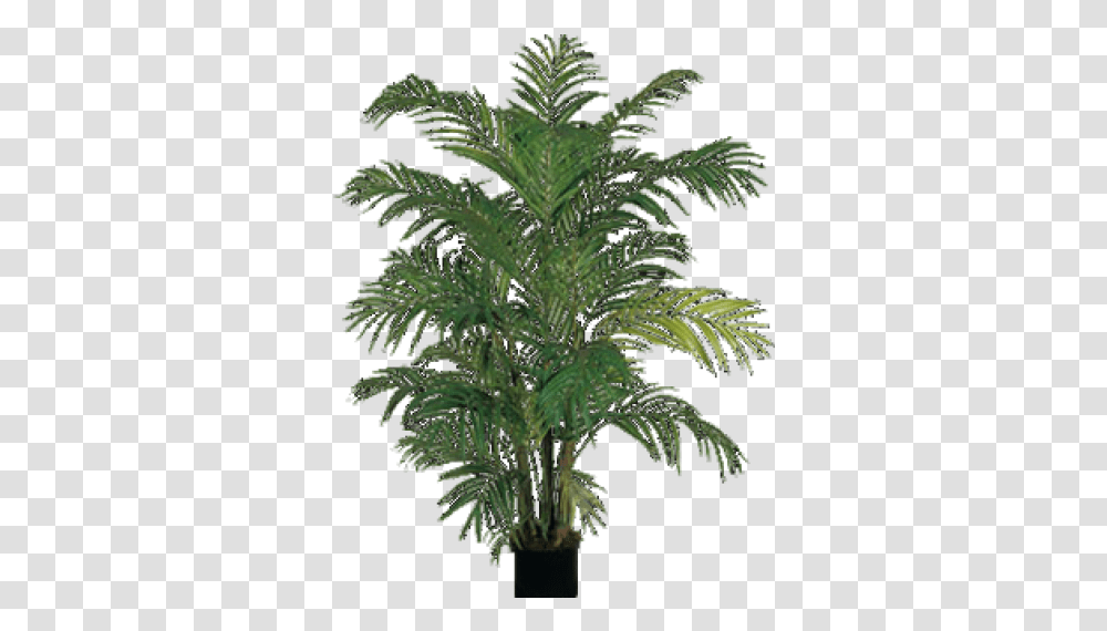 Fern And Vectors For Free Download Dlpngcom Indoor Palm Trees, Plant, Vegetation, Leaf, Weed Transparent Png