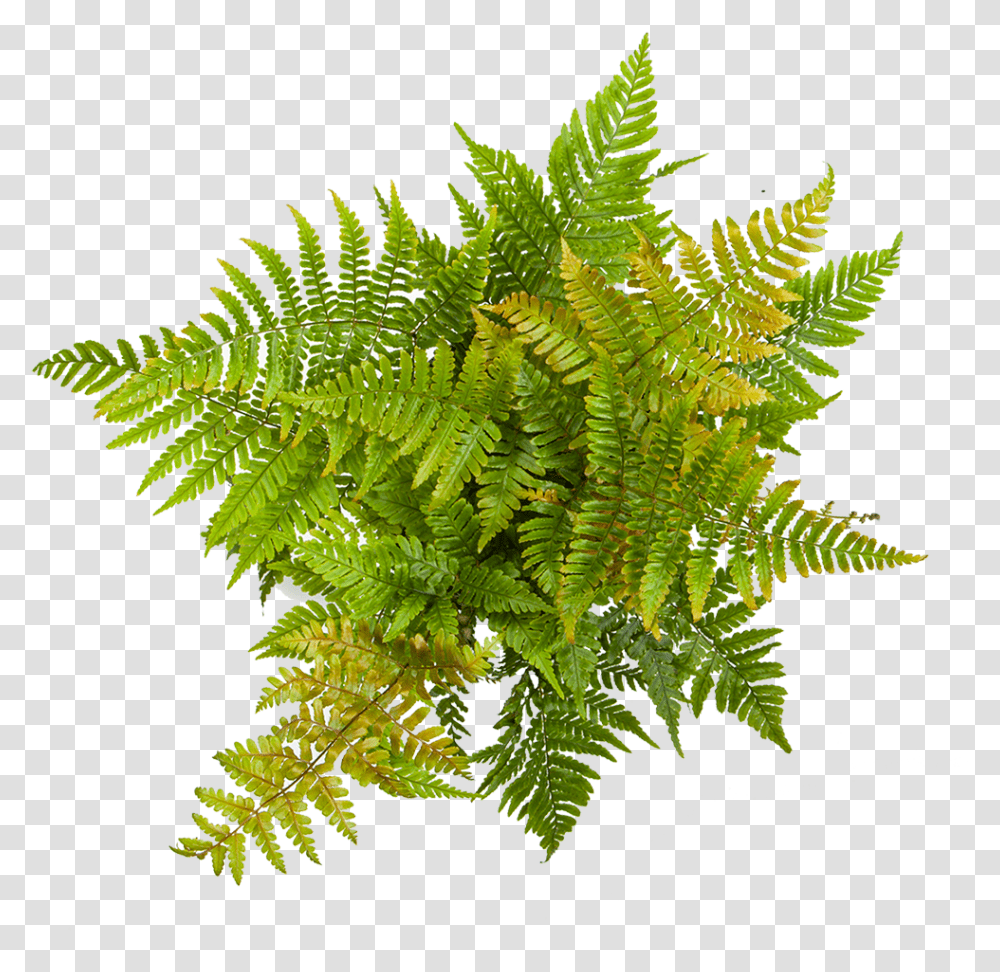 Fern Autumn, Plant Transparent Png