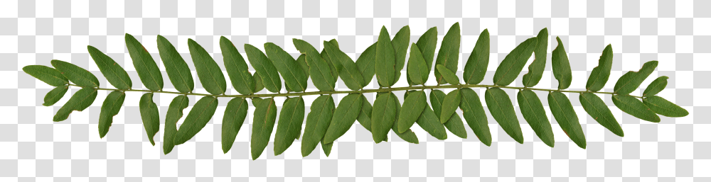Fern Border, Leaf, Plant, Annonaceae, Tree Transparent Png