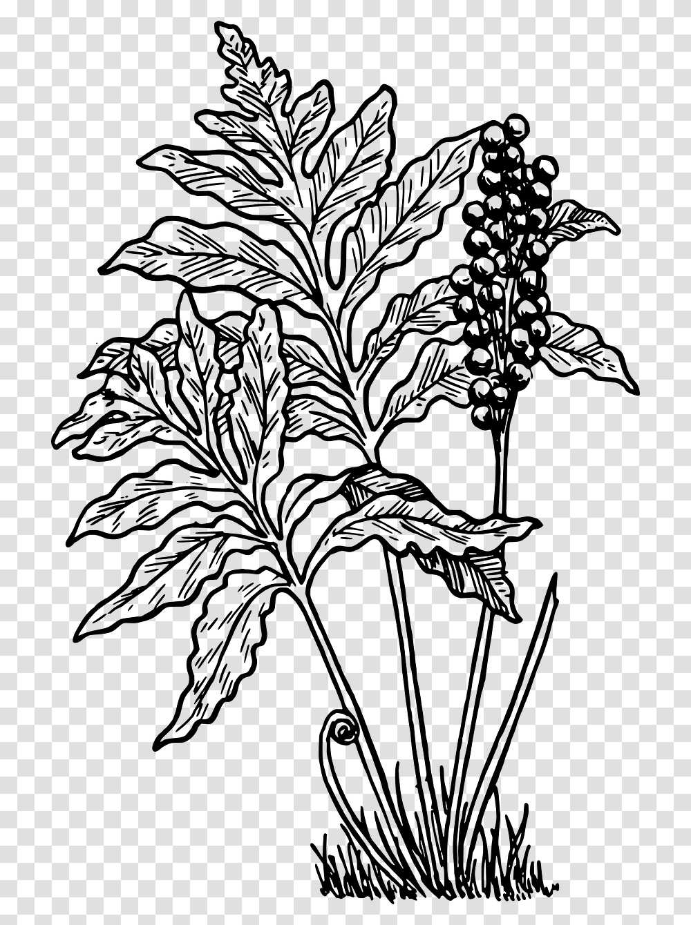 Fern Clip Art, Gray, World Of Warcraft Transparent Png