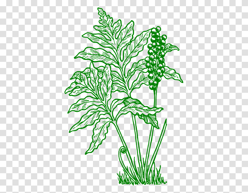 Fern Clip Art, Vase, Jar, Pottery, Plant Transparent Png