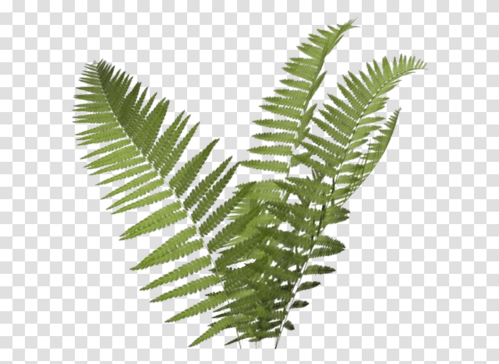 Fern Clipart Background Background Fern, Plant, Leaf Transparent Png