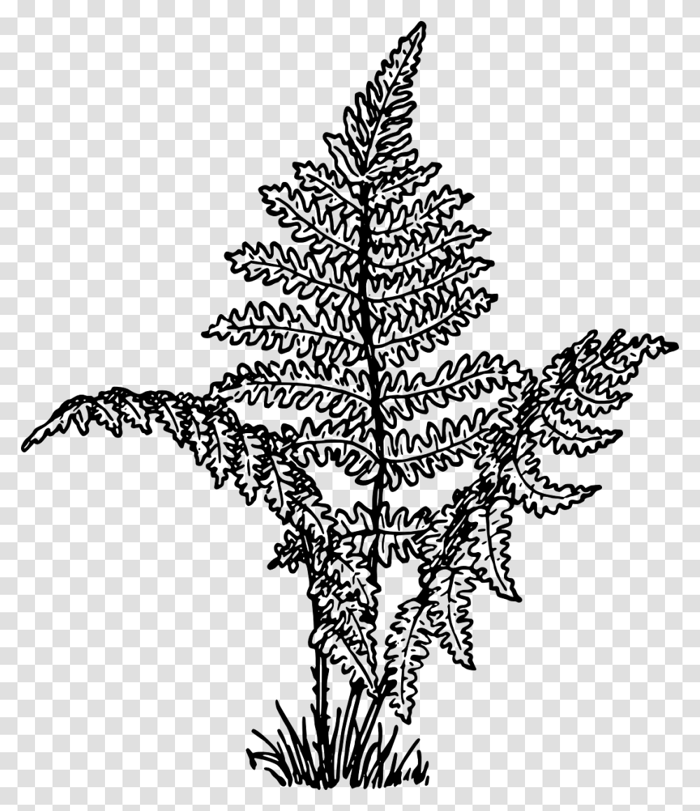 Fern Clipart Black And White, Gray, World Of Warcraft Transparent Png