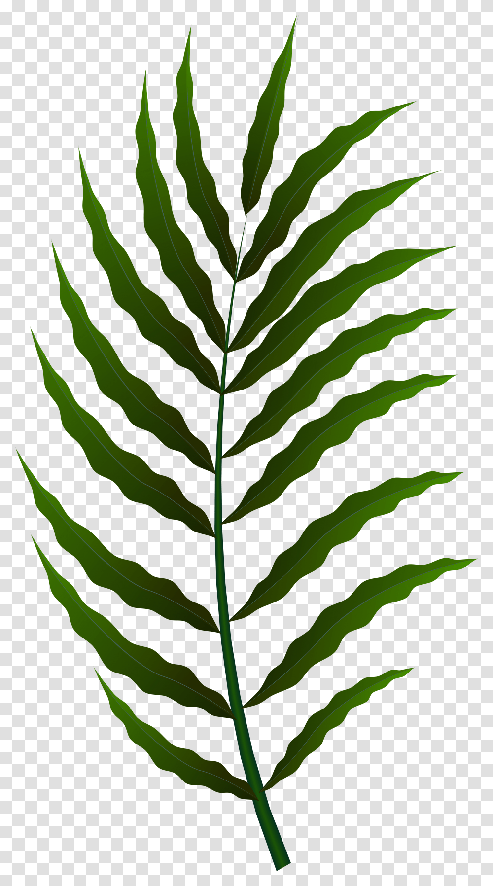 Fern Clipart Fern, Plant, Leaf Transparent Png