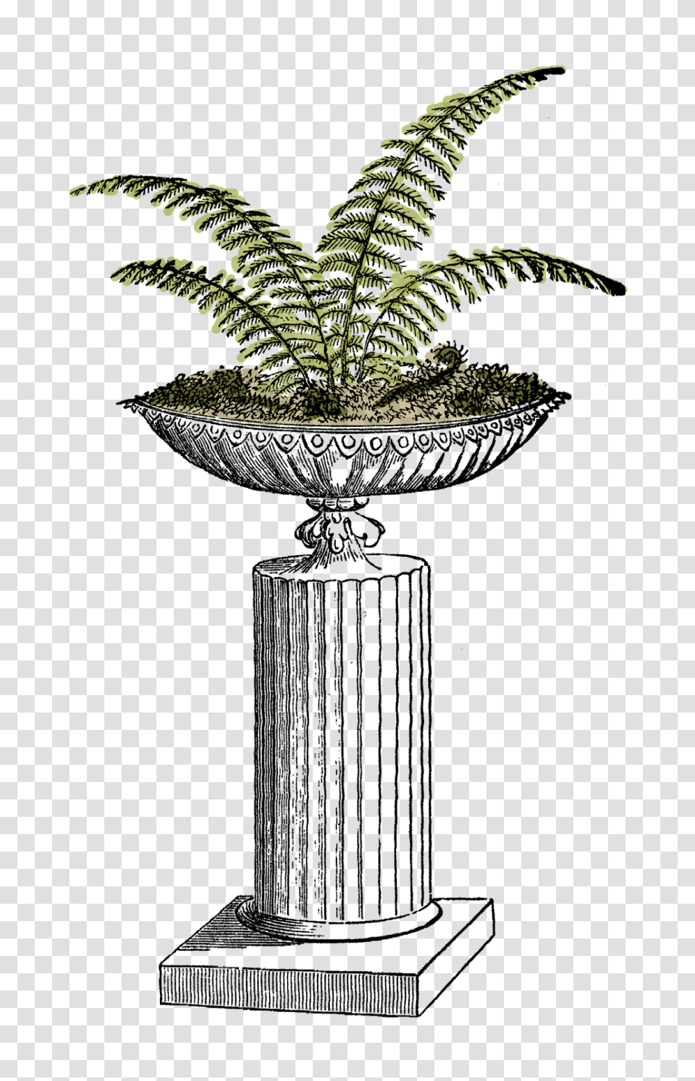 Fern Clipart Planter, Potted Plant, Vase, Jar, Pottery Transparent Png