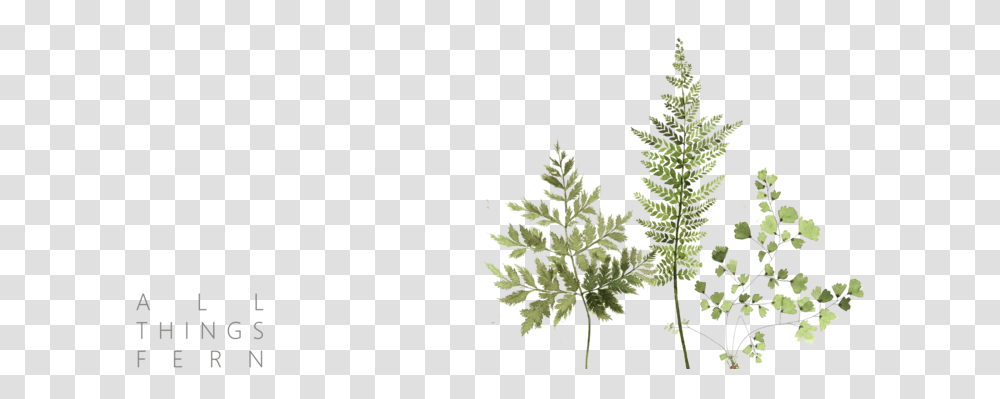 Fern Clipart Tropical Fern Horsetail, Plant, Tree, Pattern, Fractal Transparent Png
