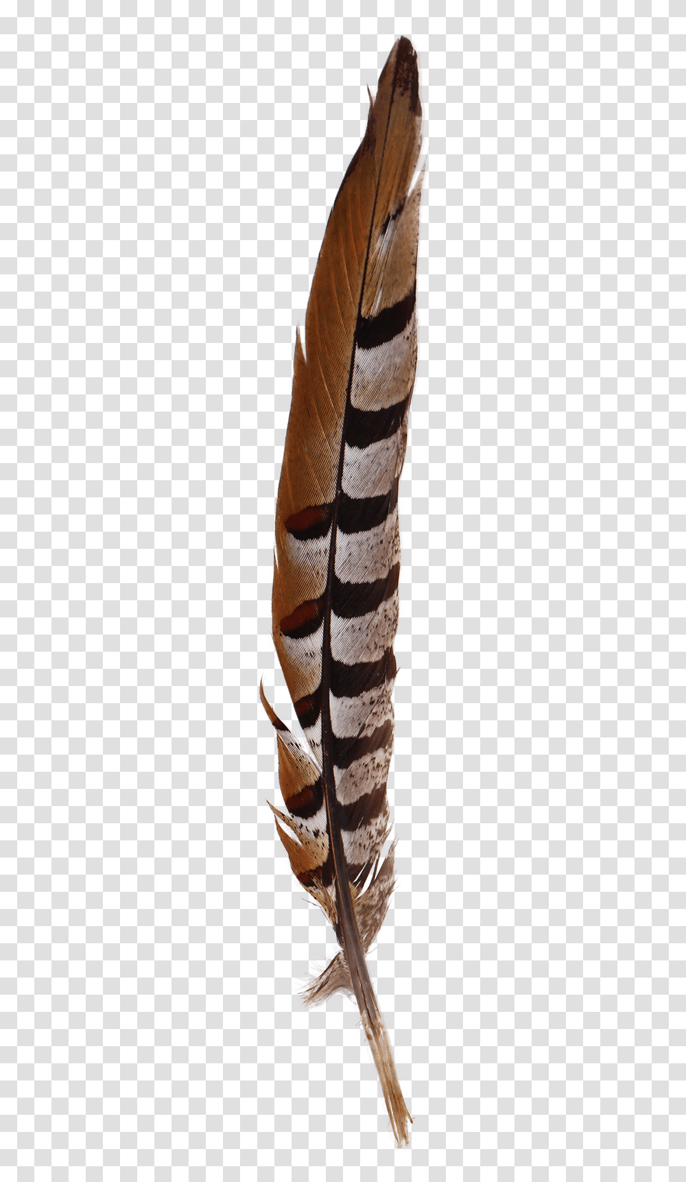 Fern, Insect, Invertebrate, Animal Transparent Png