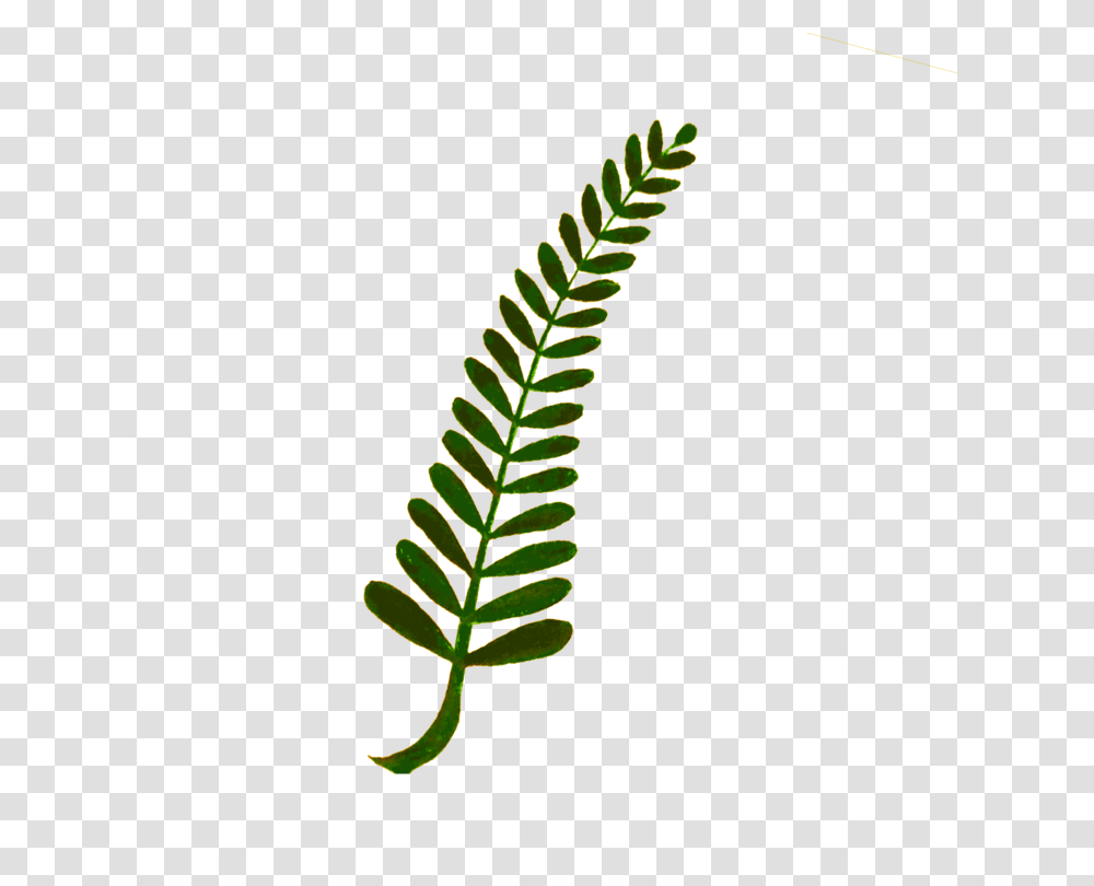 Fern Computer Icons Plant Stem Watercolor Painting Leaf Free, Green, Flower, Blossom Transparent Png