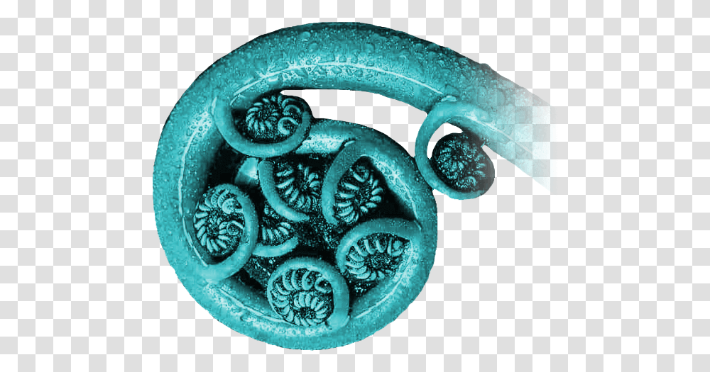 Fern Curllarge Fish, Reptile, Animal, Cross Transparent Png