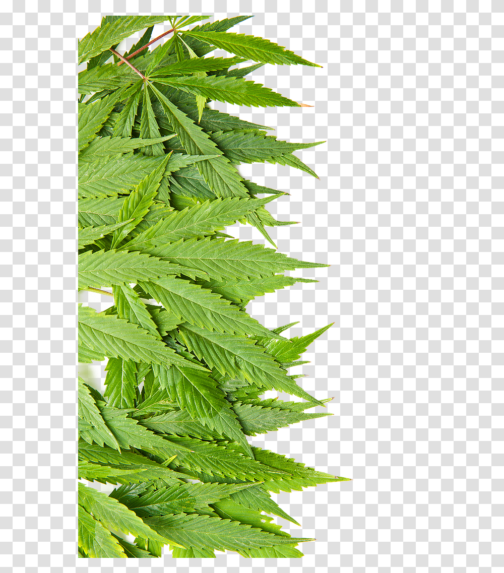 Fern Download, Plant, Leaf, Weed, Hemp Transparent Png