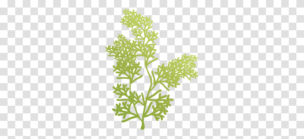 Fern, Floral Design, Pattern Transparent Png