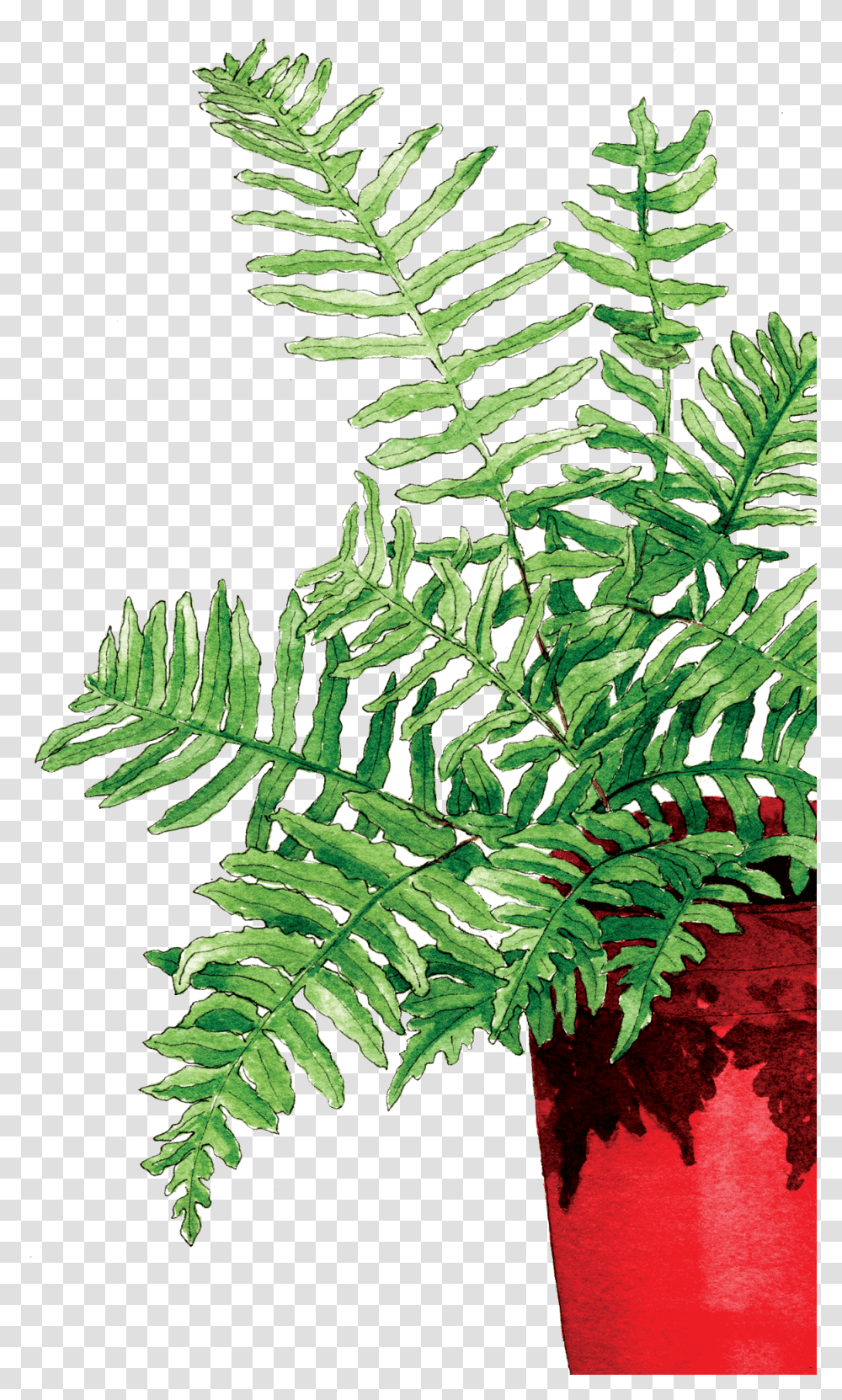 Fern In The Red Pot Fern, Plant, Leaf Transparent Png