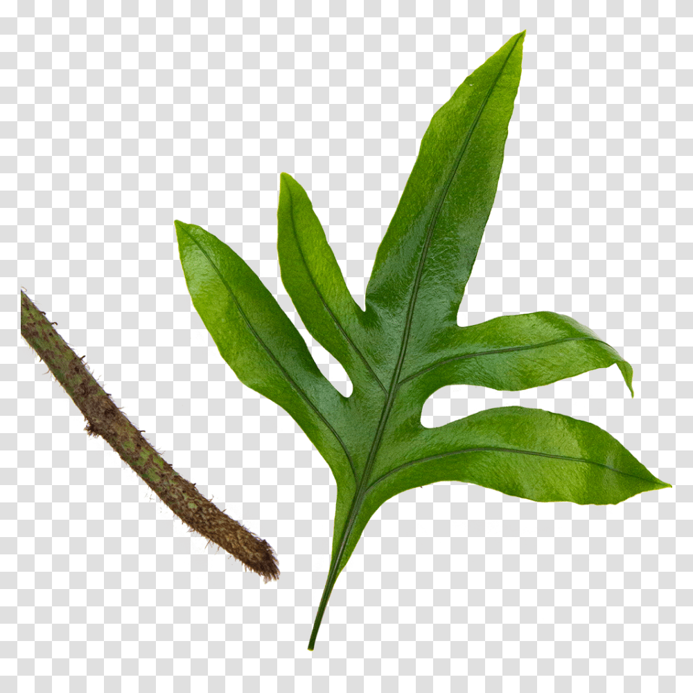 Fern Kangaroo Paw Twig, Leaf, Plant, Potted Plant, Vase Transparent Png