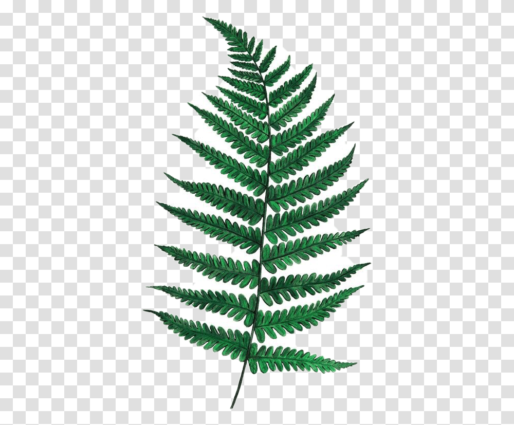 Fern Leaf Drawing, Plant, Christmas Tree, Ornament Transparent Png