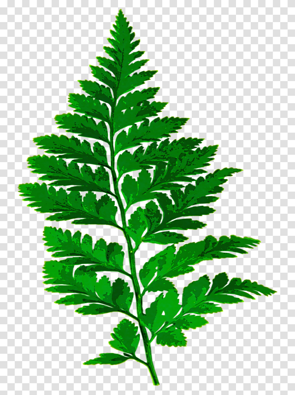 Fern Leaf Nature Green Leaves Fern Leaf Silhouette, Plant, Vase, Jar, Pottery Transparent Png