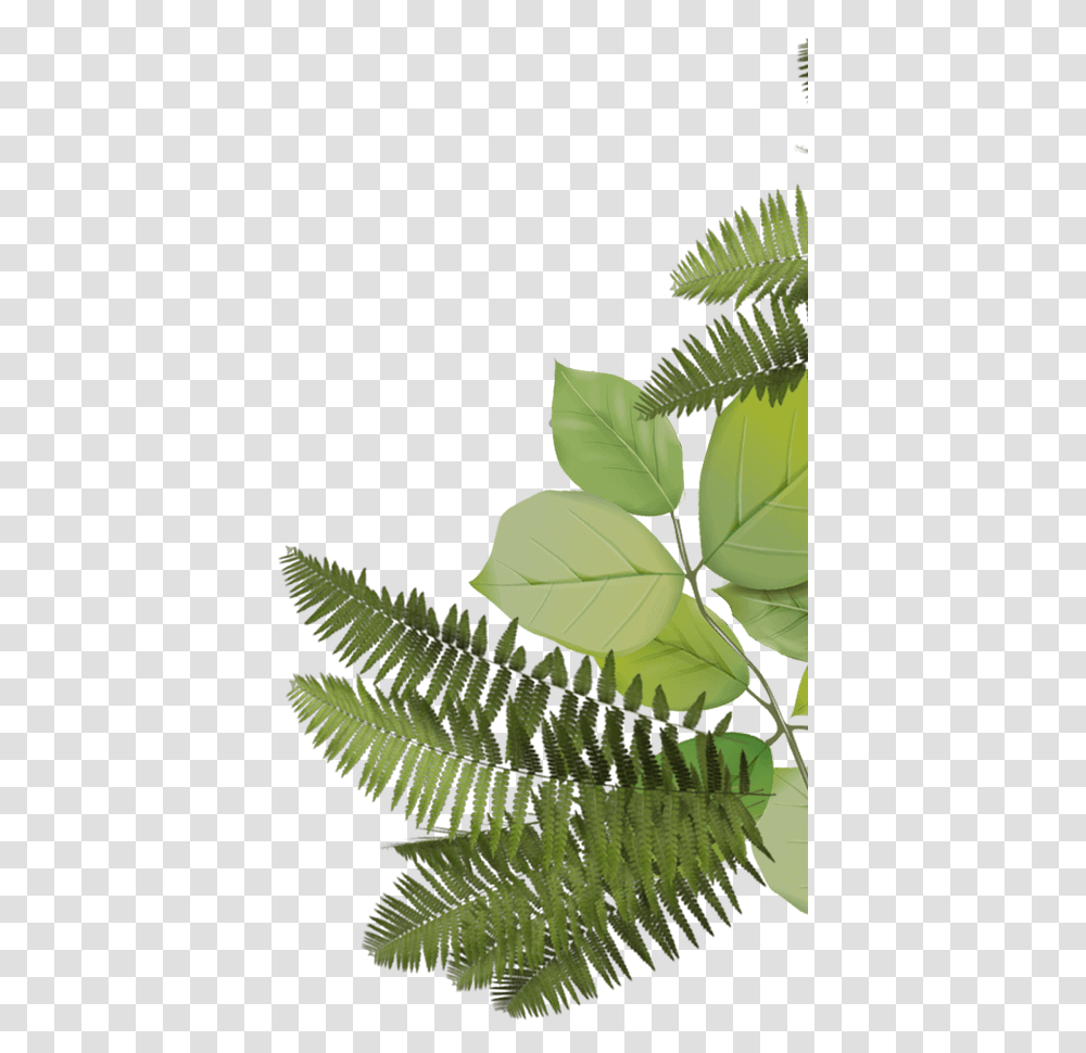 Fern Leaf, Plant, Bird, Animal, Green Transparent Png