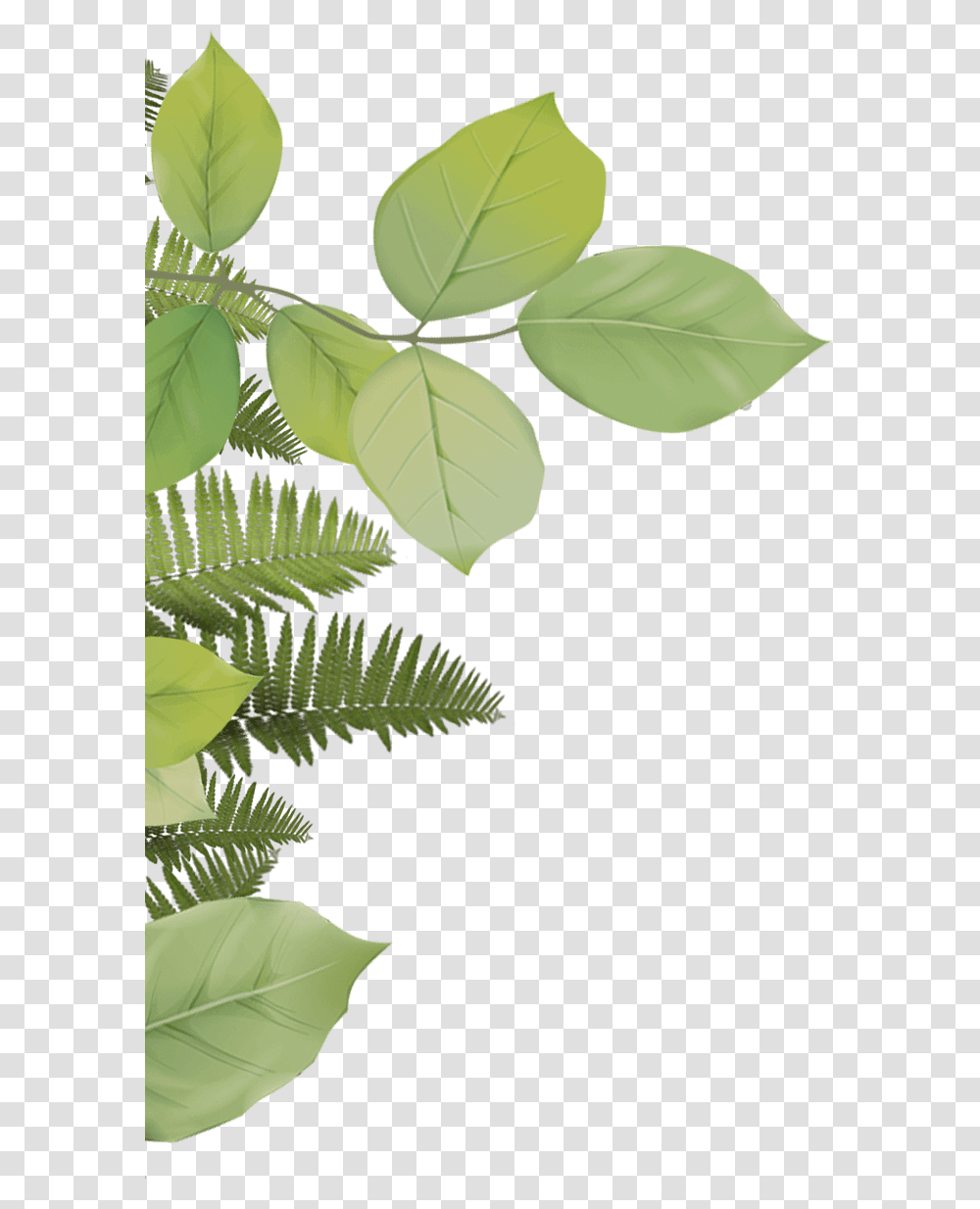 Fern, Leaf, Plant, Green, Tree Transparent Png