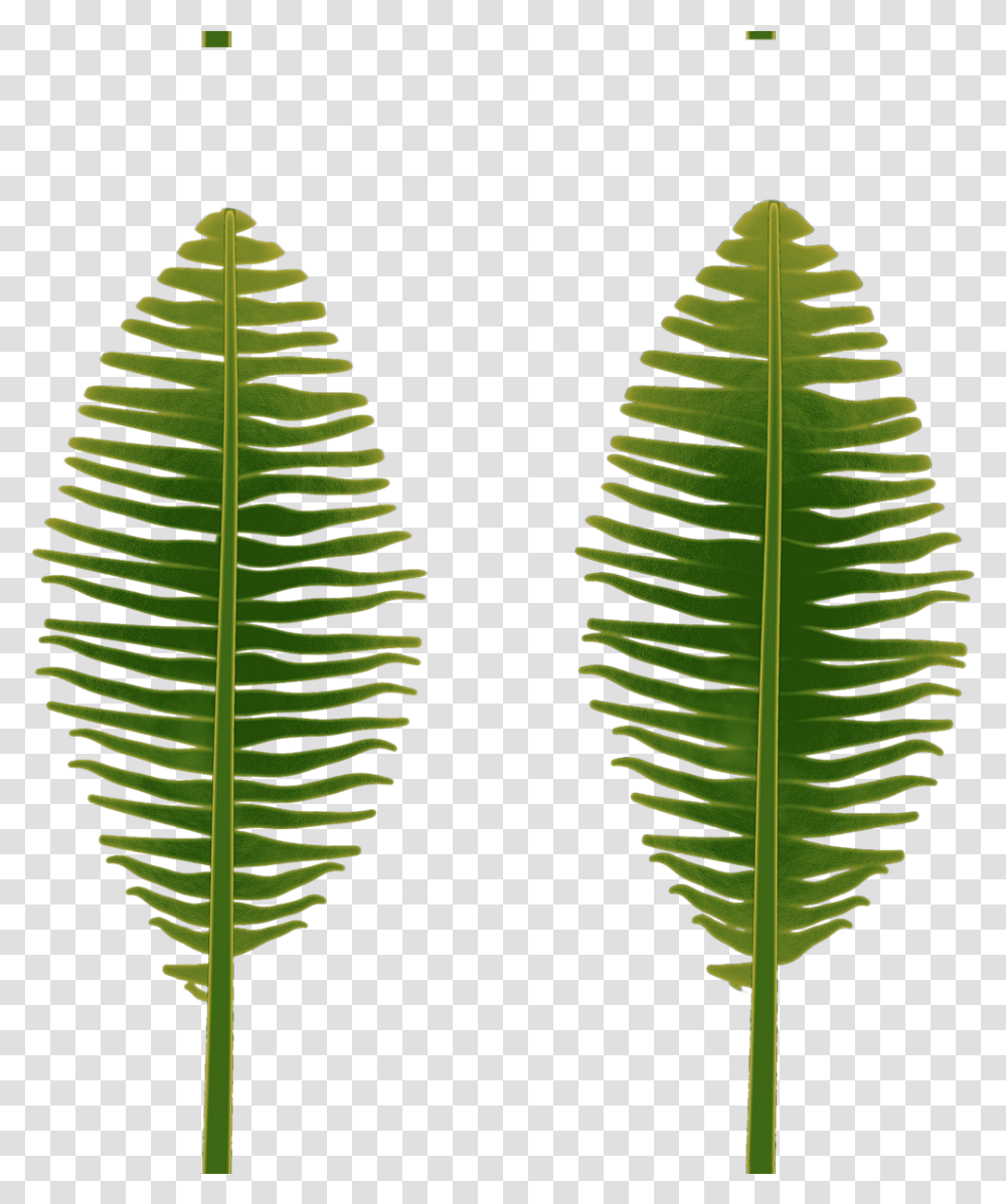 Fern, Leaf, Plant, Green, Vegetation Transparent Png